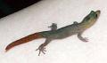 2003-04 martinique 146-2